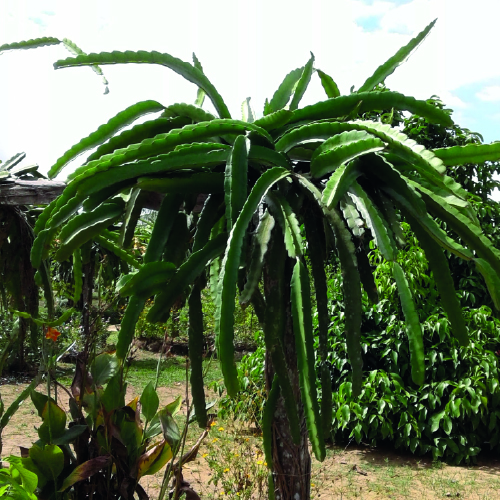Dragon-fruit-Plant-Makisupa