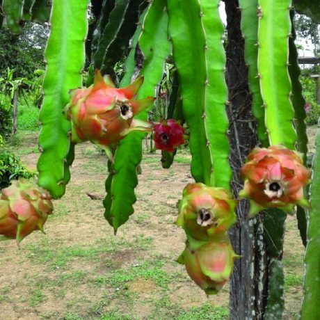 Dragon-fruit-Plant-Surinam-Red
