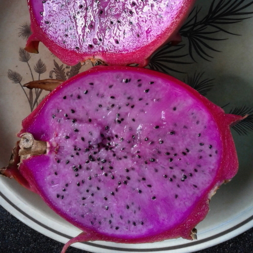 thumbnail image 2 of 2 X Purple Haze Red Dragon Fruit Fresh Cuttings - 12+ Inches Long, USA Grown 2 of 4