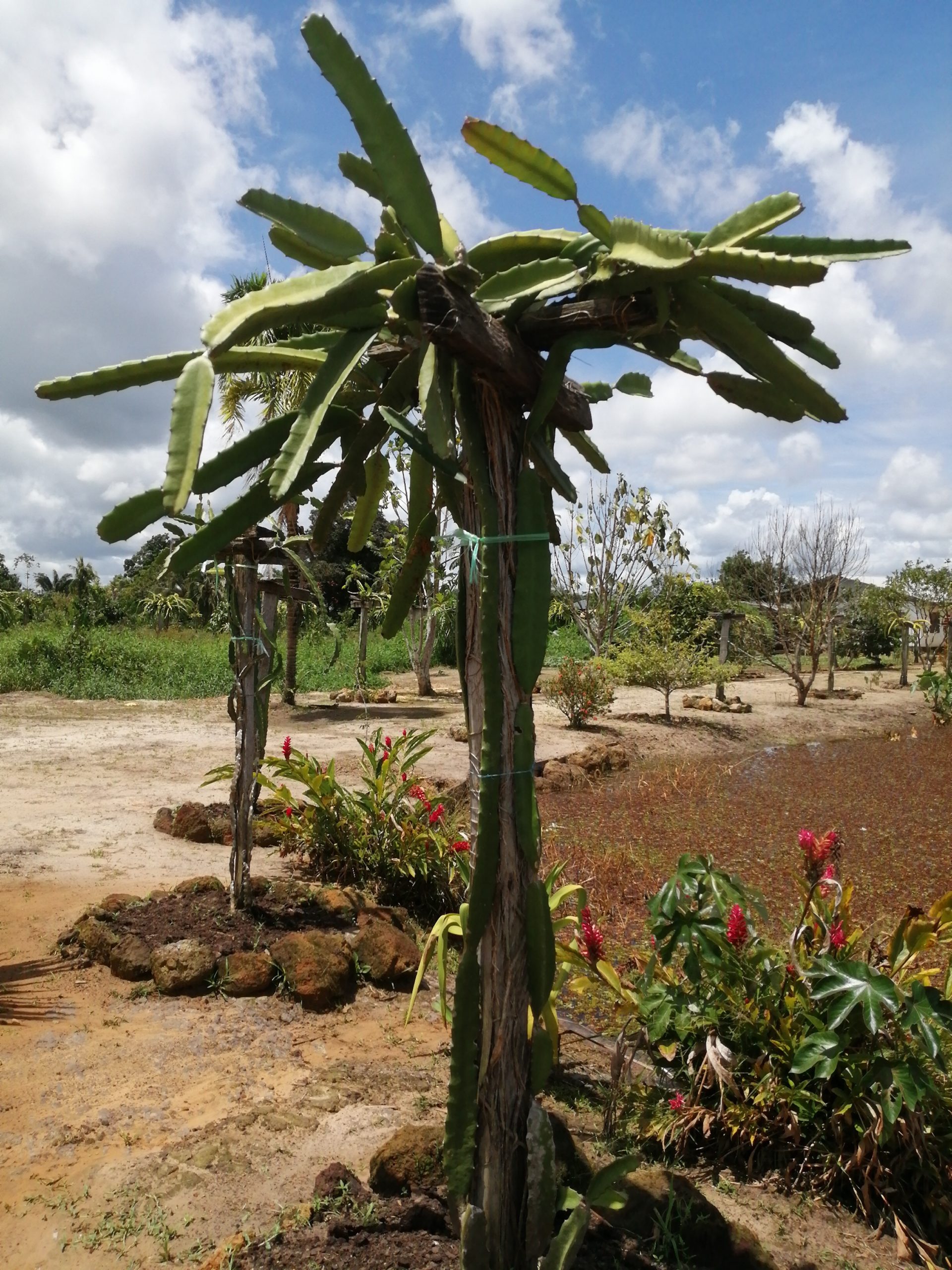 Dragon Fruit Plant