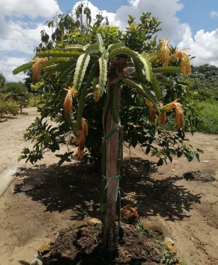 dragon fruit plant from seed