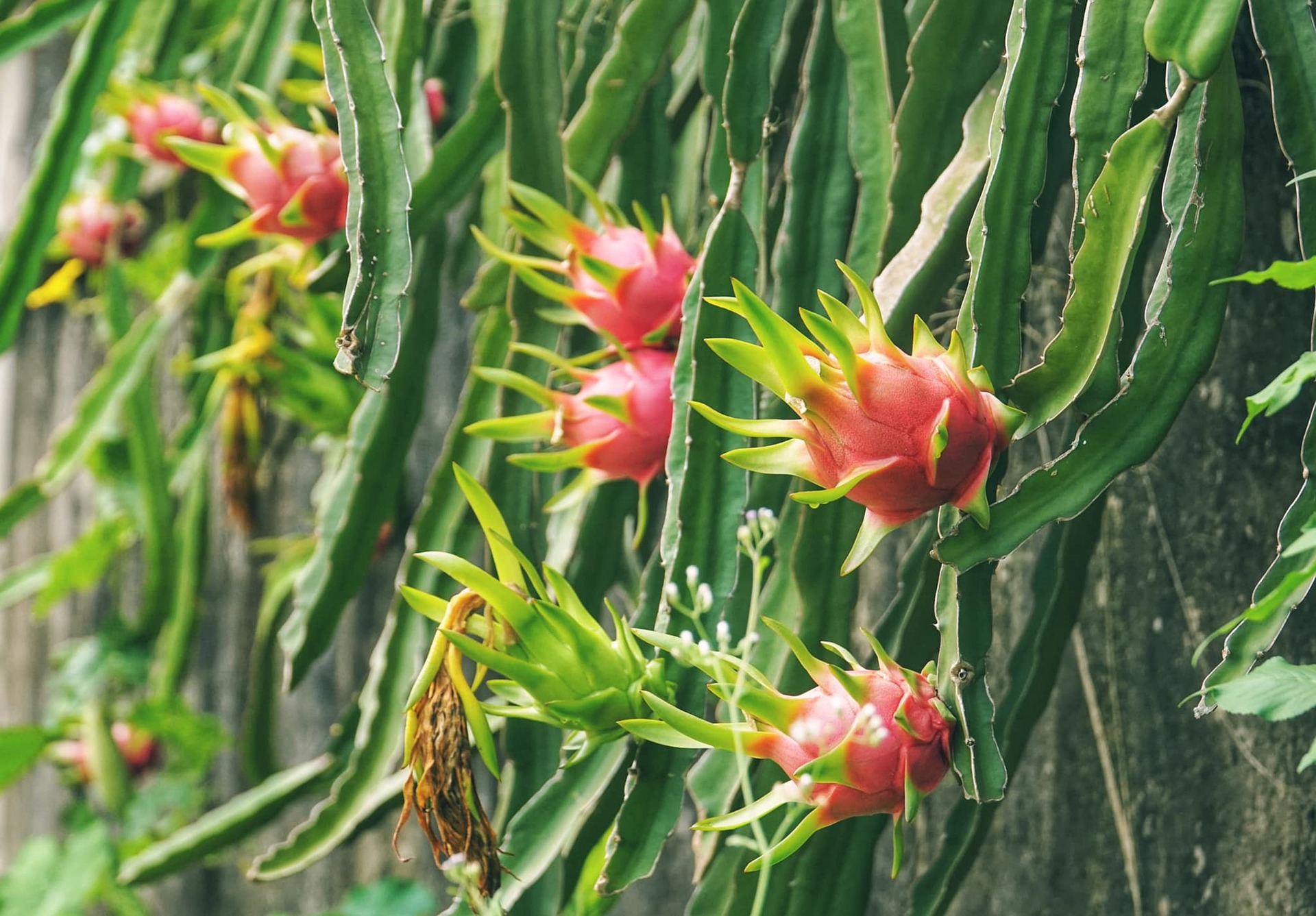 Red Dragon Fruit Seeds Spectacular Flowers Very Easy to 