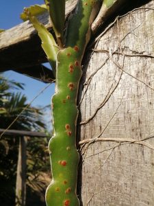 dragon fruit plant rust spots