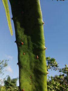 rust spots on a dragon fruit plant (example)