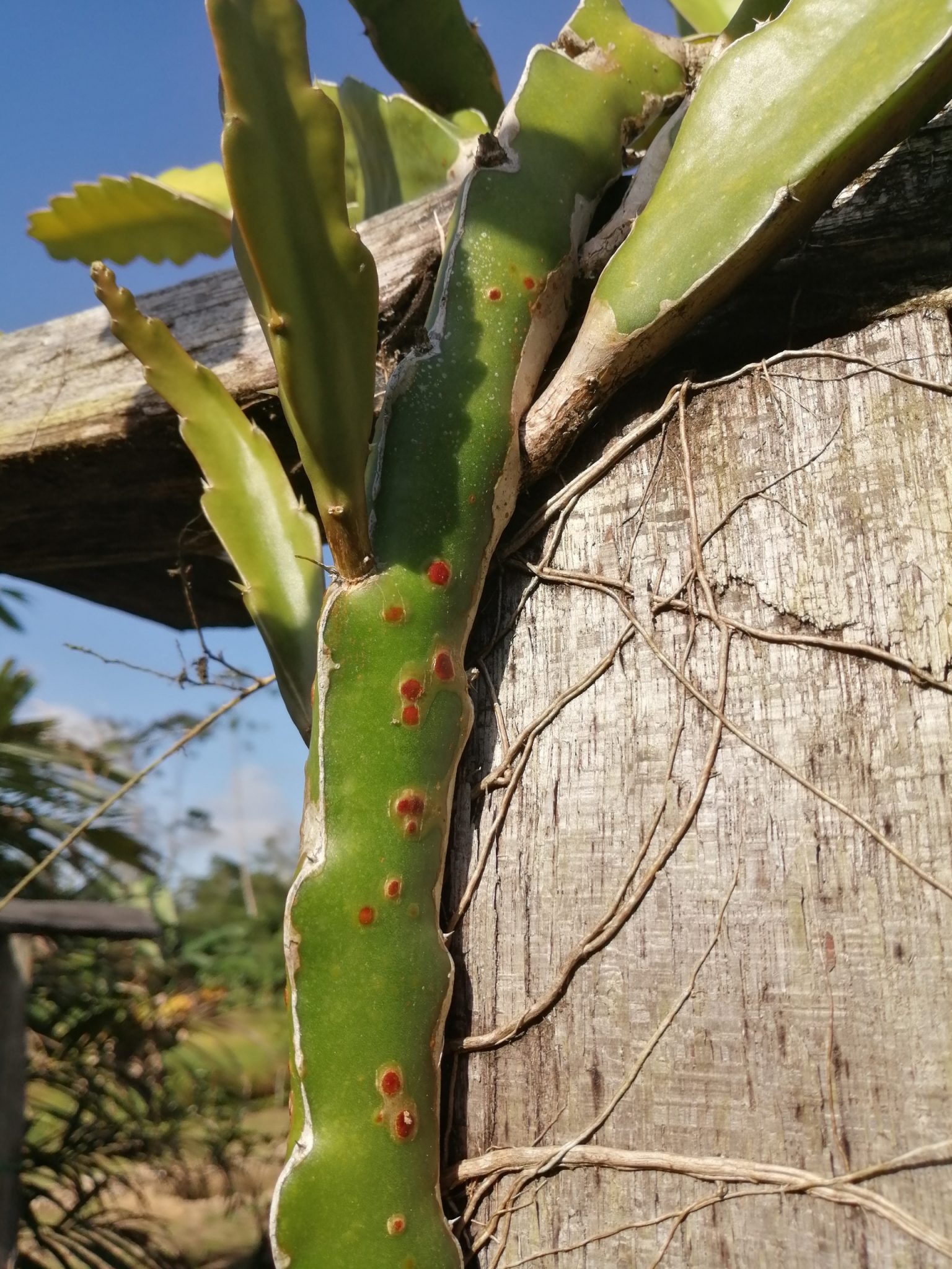 Rust Spots on Dragon Fruit Plants? | Dragon Fruit Cutting