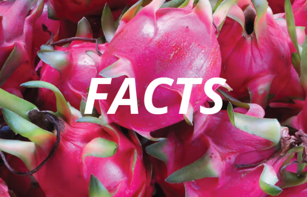 Dragon Fruit Facts: 20 Fun & Interesting facts about dragon fruit