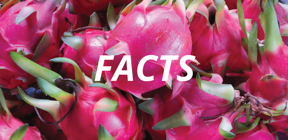 Dragon Fruit Facts: 20 Fun & Interesting facts about dragon fruit